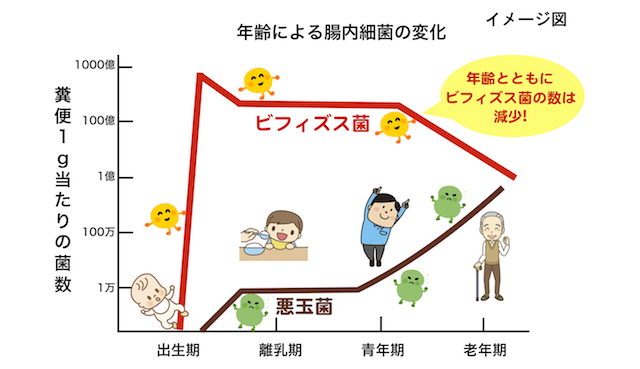 年齢による腸内細菌の変化