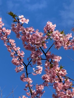 店長日記20230303河津桜