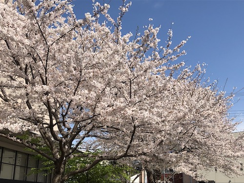桜風景2