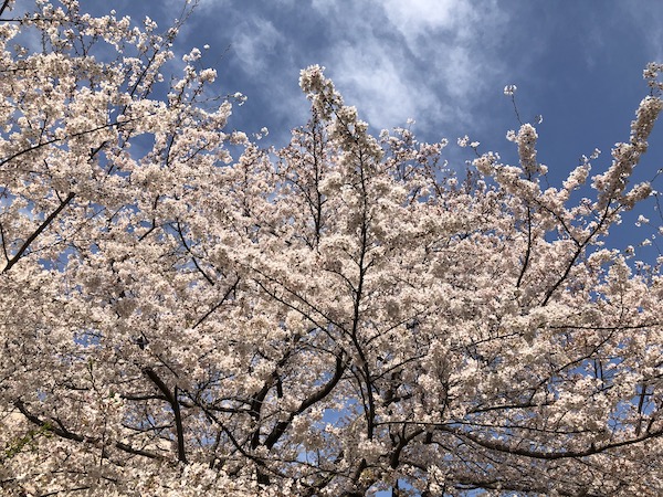 桜風景3